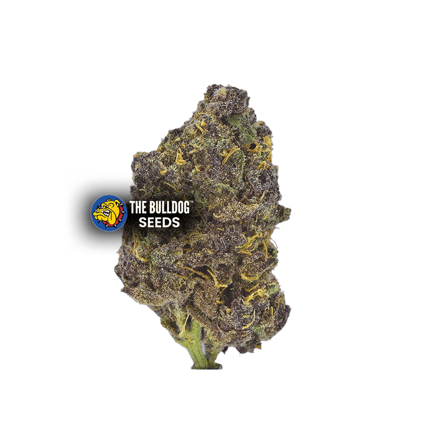 Purple CBD Auto - The Seed Shop