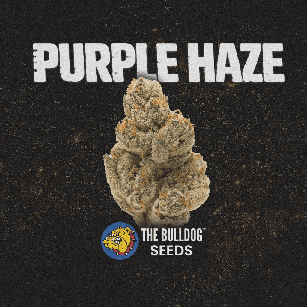 Purple Haze - The Seed Shop