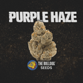 Purple Haze - The Seed Shop