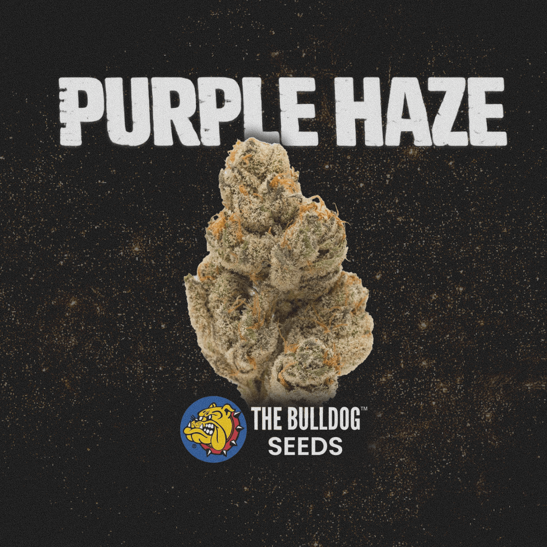 Purple Haze - The Seed Shop