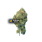 Runtz - The Seed Shop