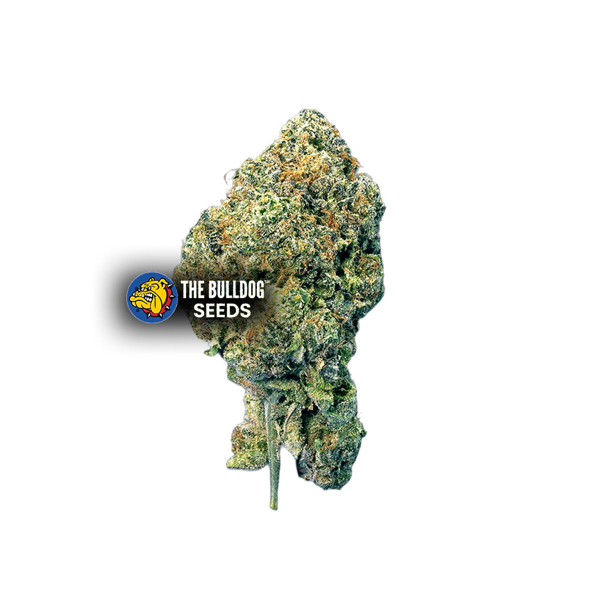 Runtz - The Seed Shop