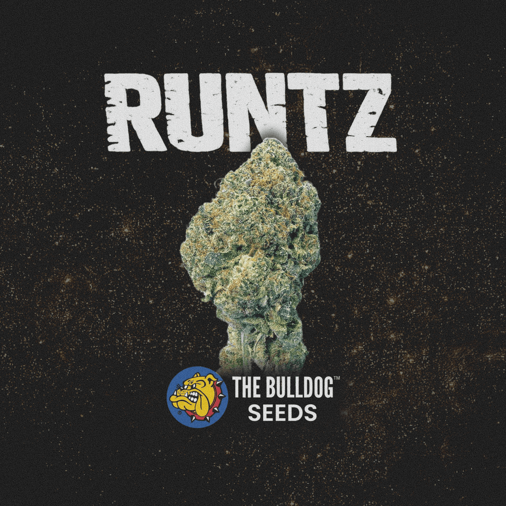 Runtz - The Seed Shop