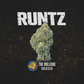 Runtz - The Seed Shop
