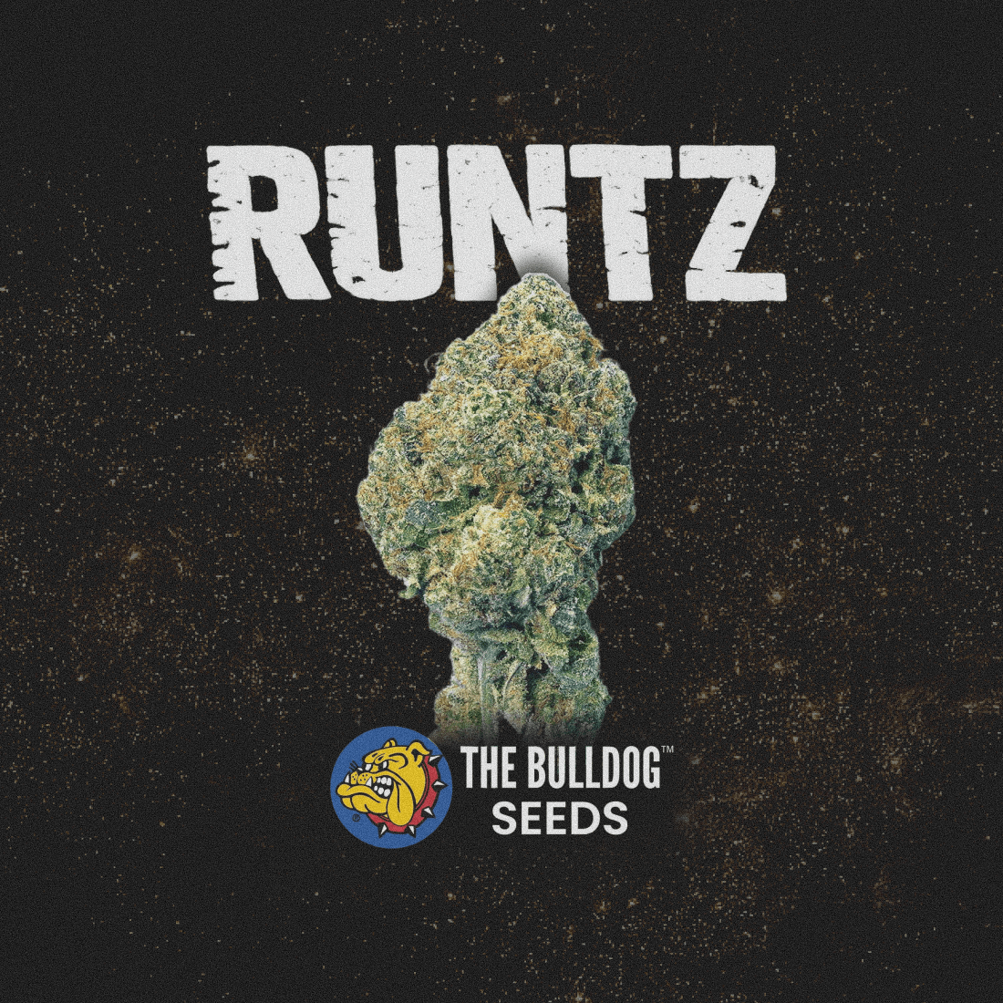 Runtz - The Seed Shop