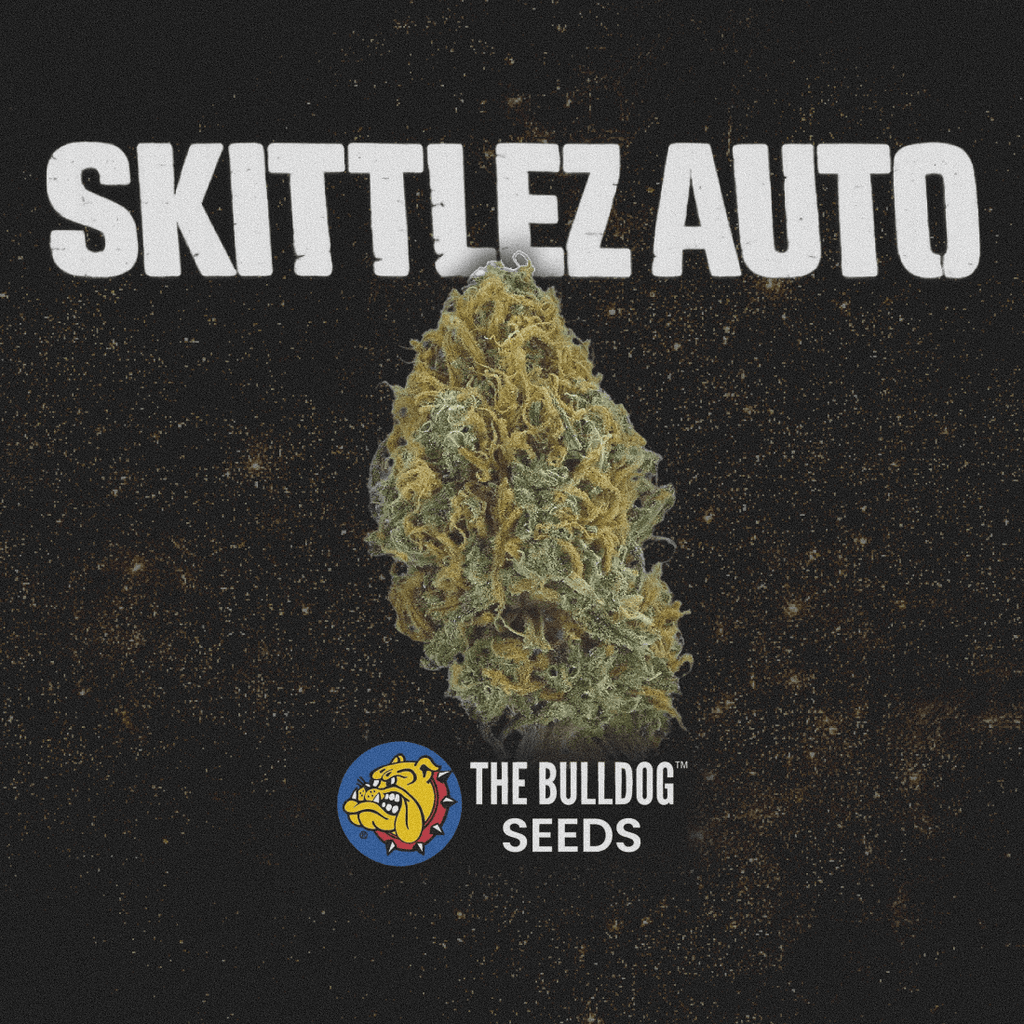 Skittlez Auto - The Seed Shop