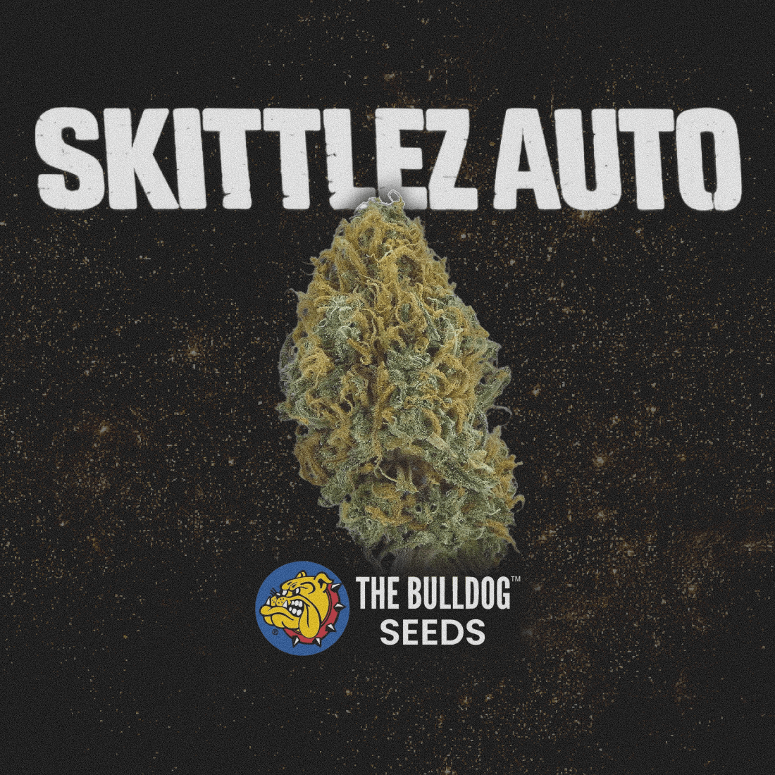 Skittlez Auto - The Seed Shop