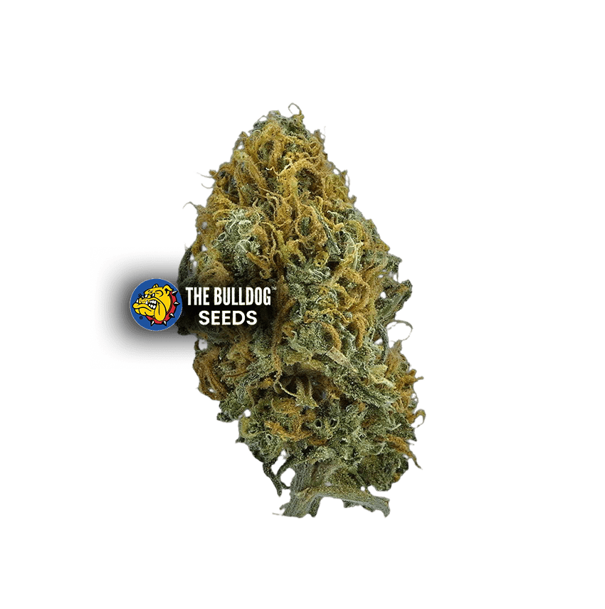 Skittlez Auto - The Seed Shop