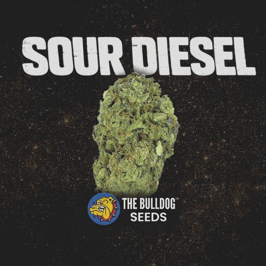 Sour Diesel - The Seed Shop