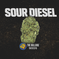 Sour Diesel - The Seed Shop