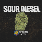 Sour Diesel - The Seed Shop