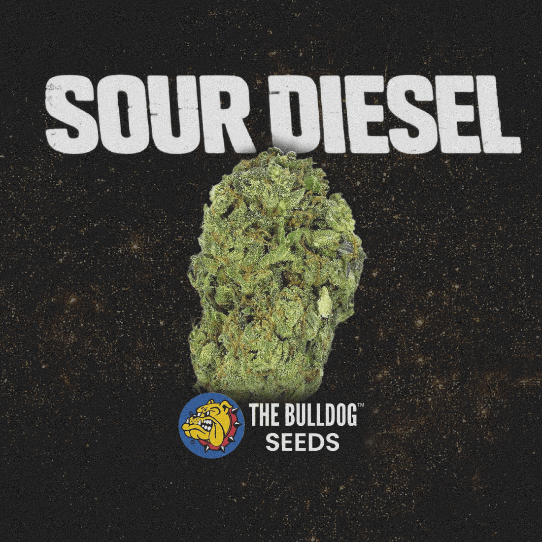 Sour Diesel - The Seed Shop