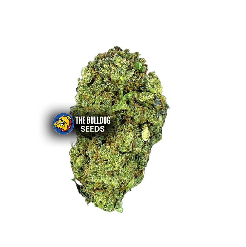 Sour Diesel - The Seed Shop