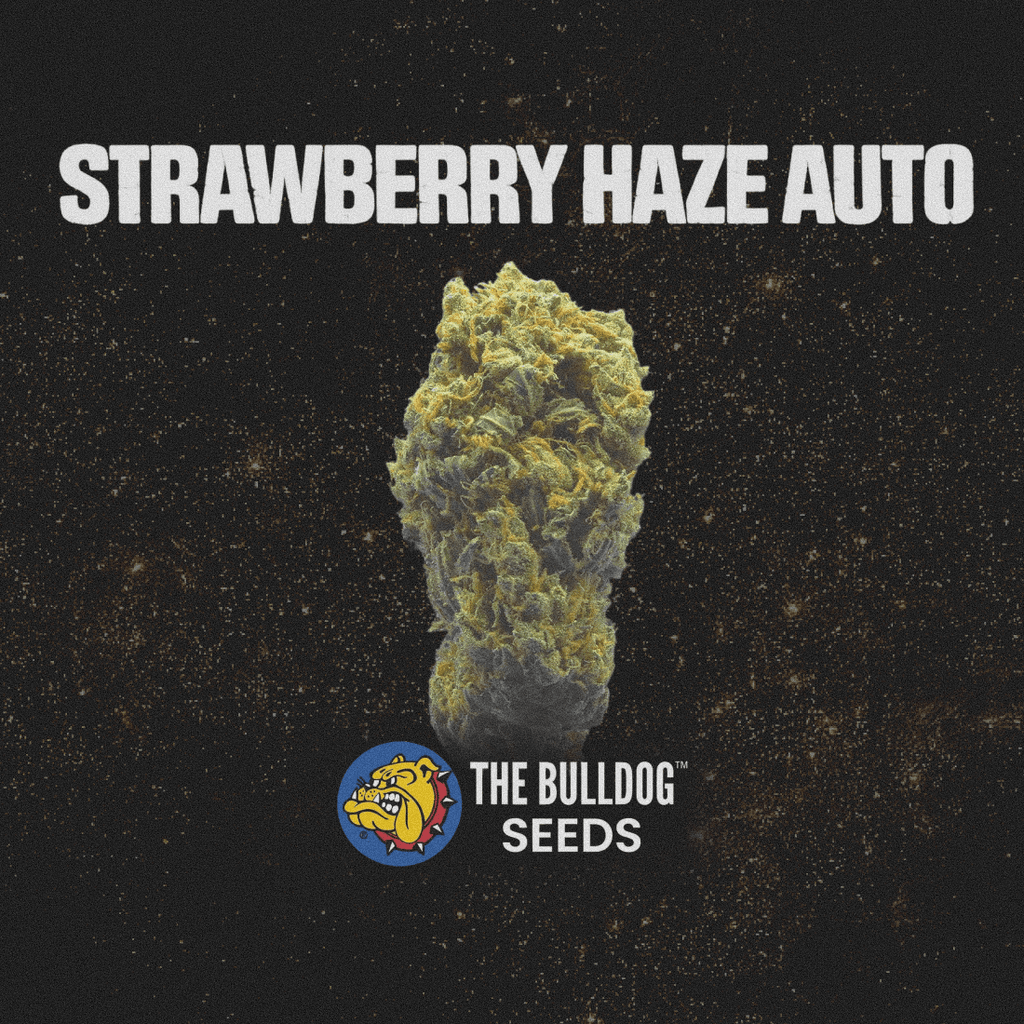 Strawberry Haze Auto - The Seed Shop