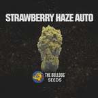 Strawberry Haze Auto - The Seed Shop