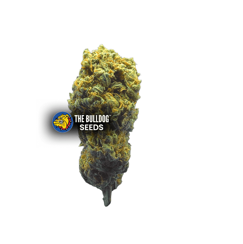 Strawberry Haze Auto - The Seed Shop