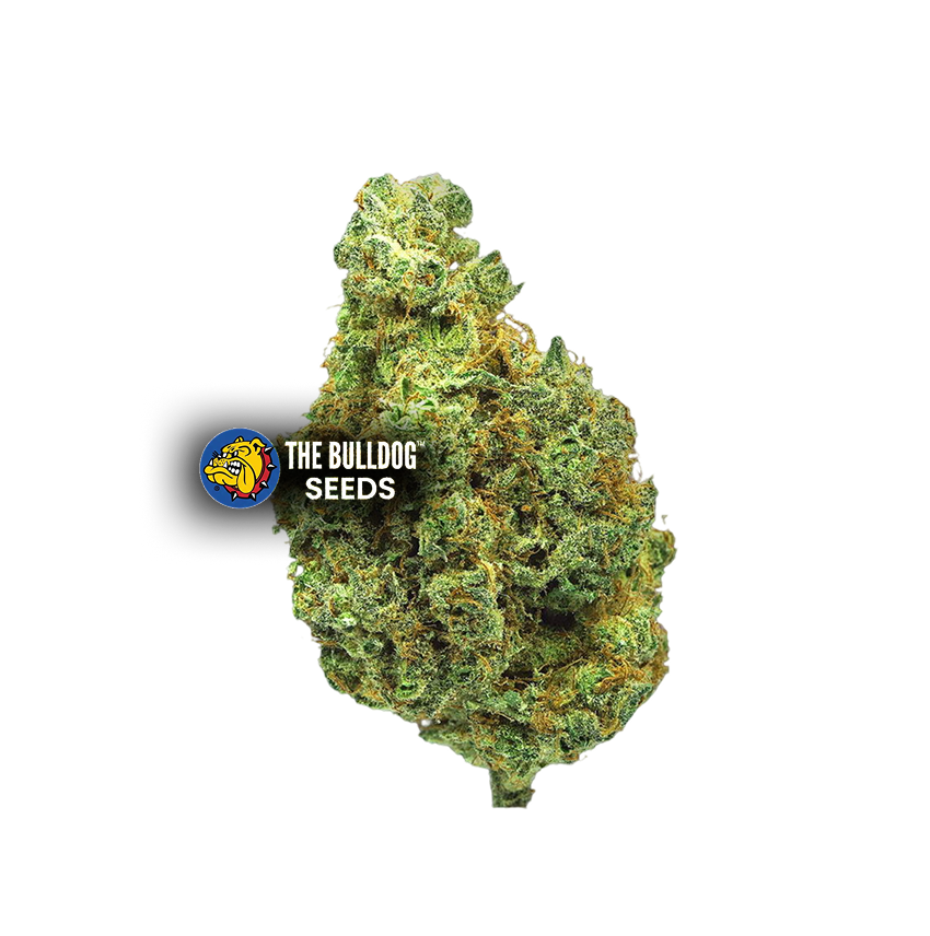 Wedding Cake - The Seed Shop