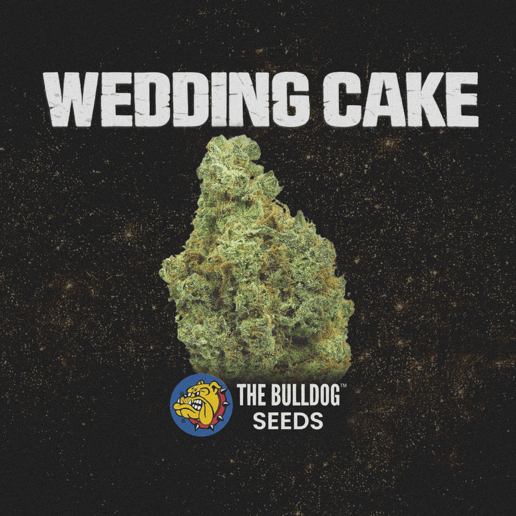 Wedding Cake - The Seed Shop