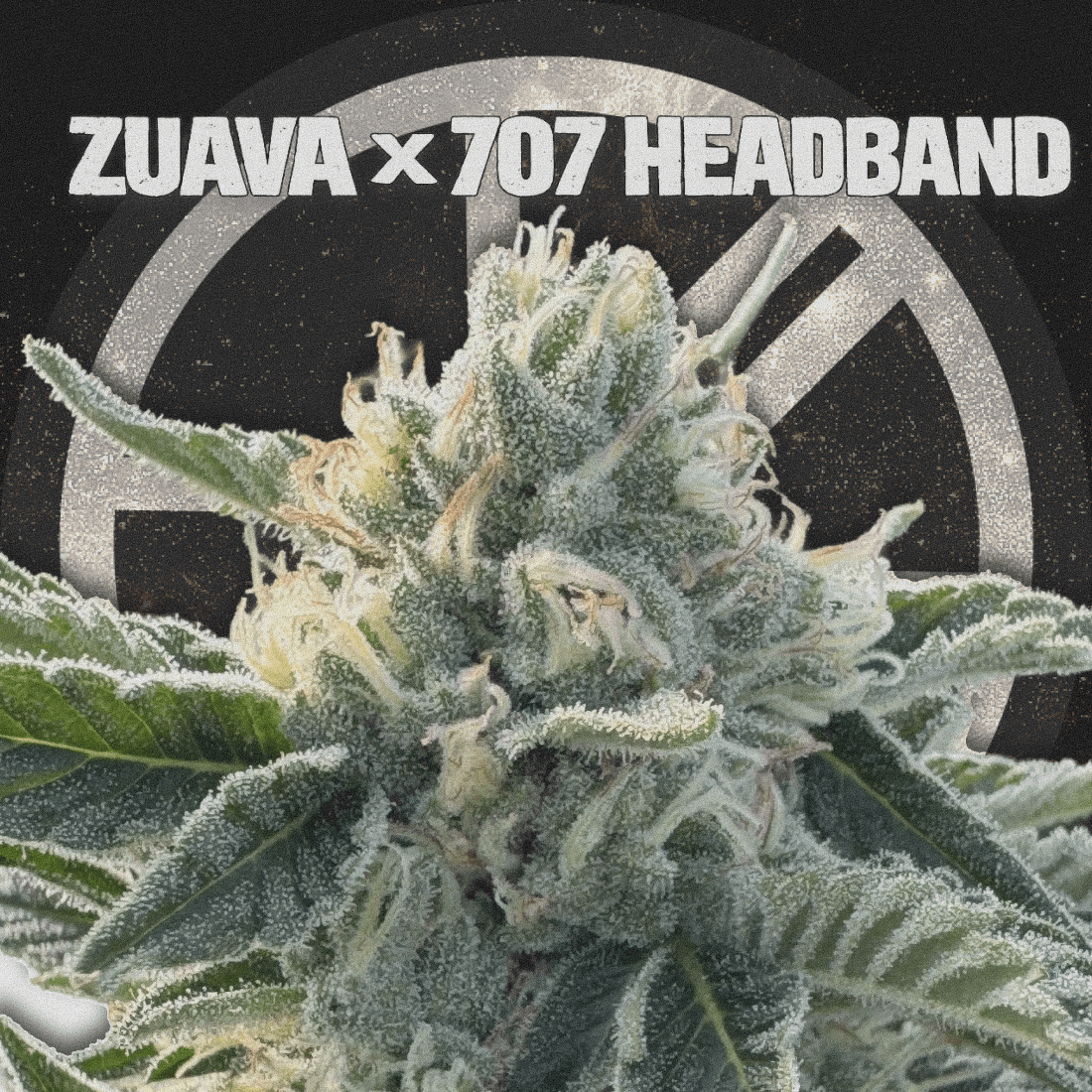 ZUAVA X 707 HEADBAND - The Seed Shop