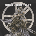 ZUAVA X BLUE TAFFY - The Seed Shop
