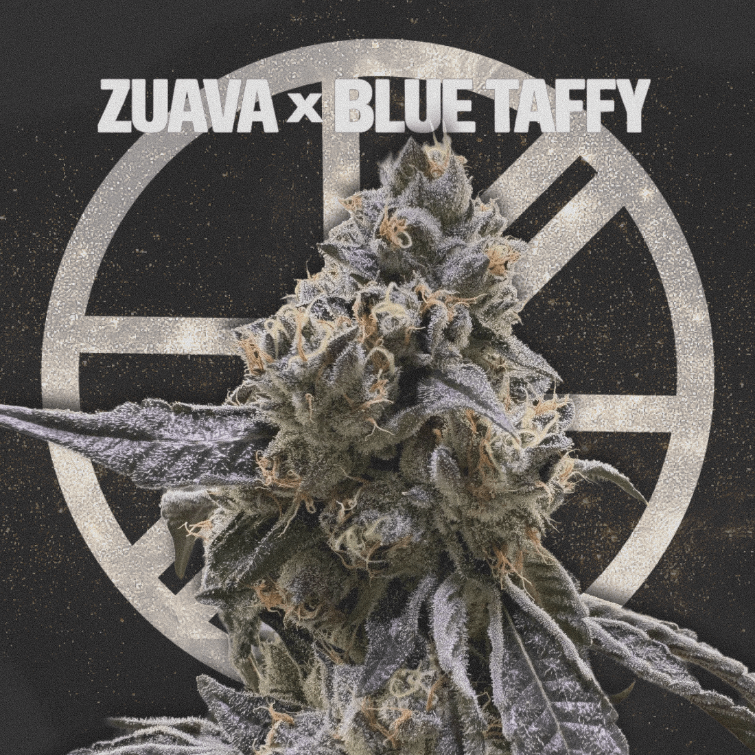 ZUAVA X BLUE TAFFY - The Seed Shop