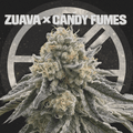 ZUAVA X CANDY FUMES - The Seed Shop