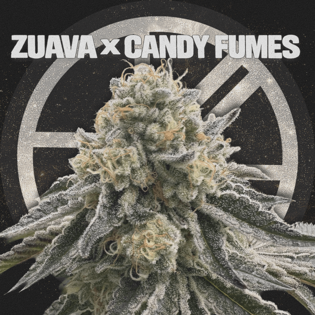 ZUAVA X CANDY FUMES - The Seed Shop