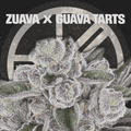 ZUAVA X GUAVA TARTS - The Seed Shop