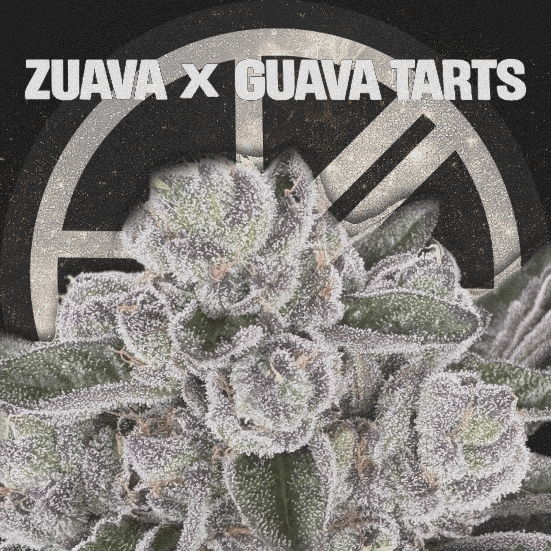 ZUAVA X GUAVA TARTS - The Seed Shop
