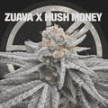ZUAVA X HUSH MONEY - The Seed Shop