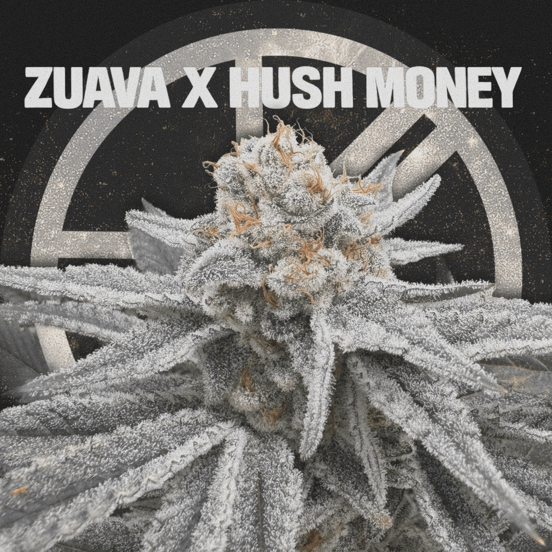 ZUAVA X HUSH MONEY - The Seed Shop