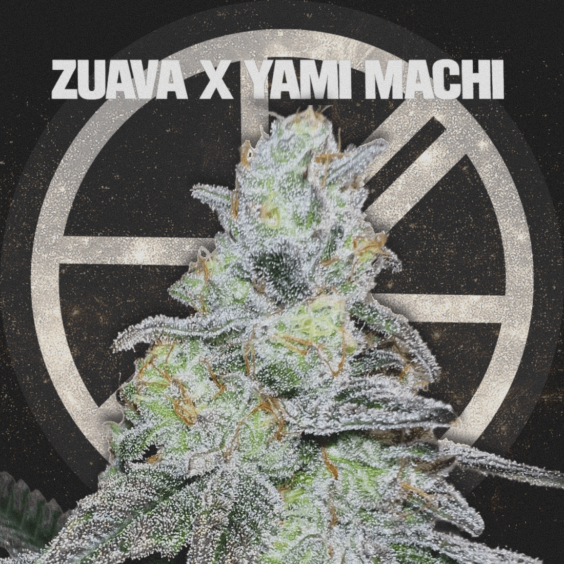 ZUAVA X YAMI MACHI - The Seed Shop