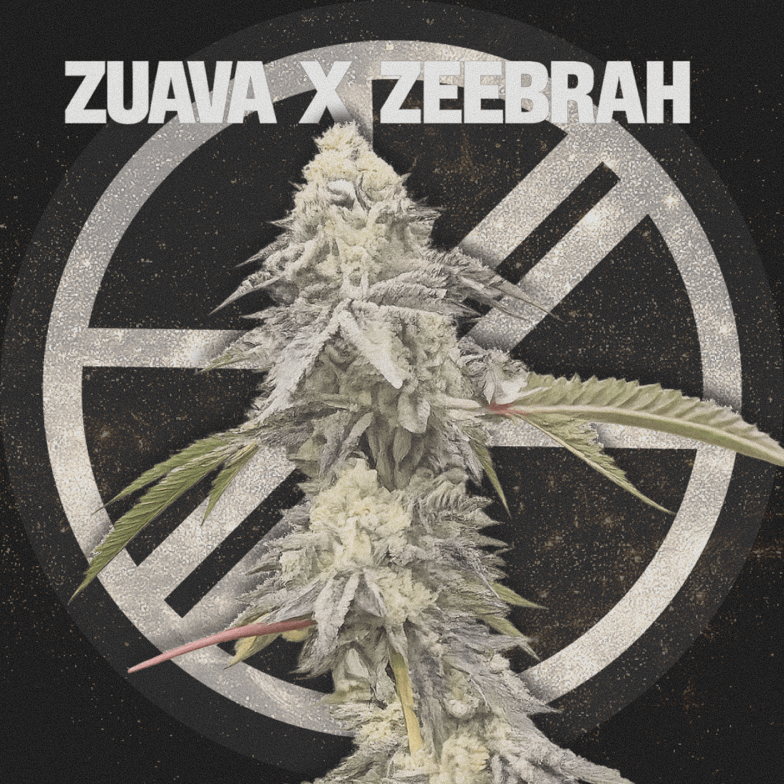 ZUAVA X ZEEBRAH - The Seed Shop